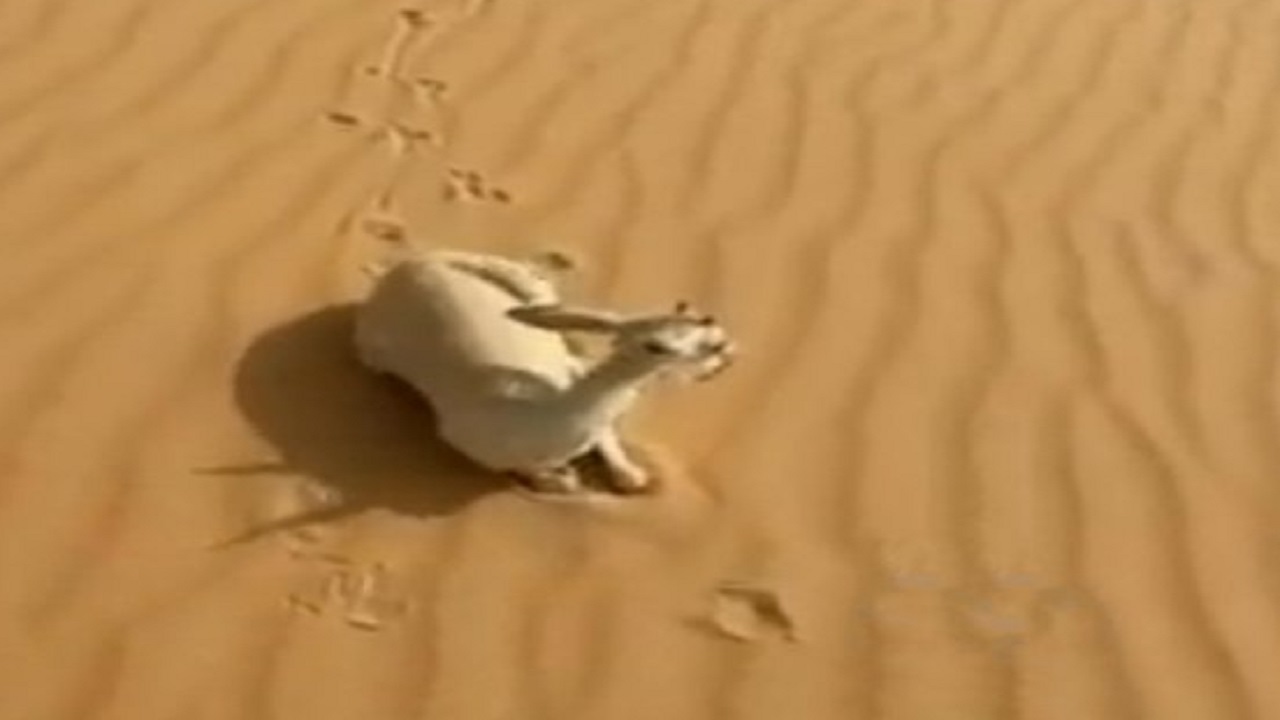 “الحياة الفطرية”: لا صحة لنفوق ظباء في صحراء الدهناء