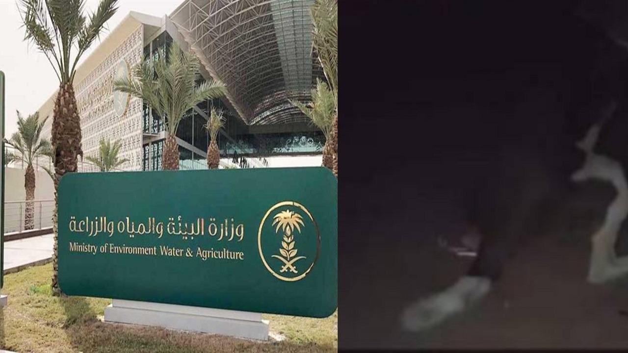 حرق كلب باستخدام ألعاب نارية..ووزارة البيئة تتدخل