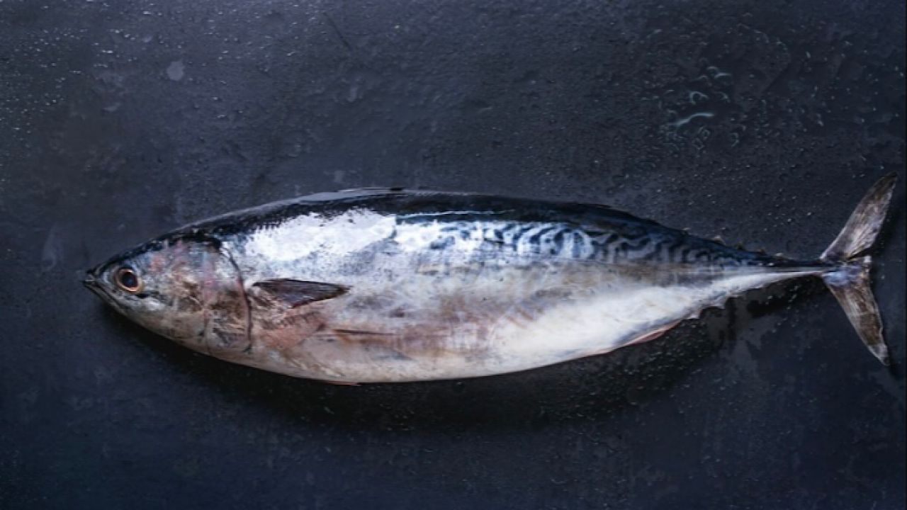 أبرز فائدتان صحيتان لسمك التونة