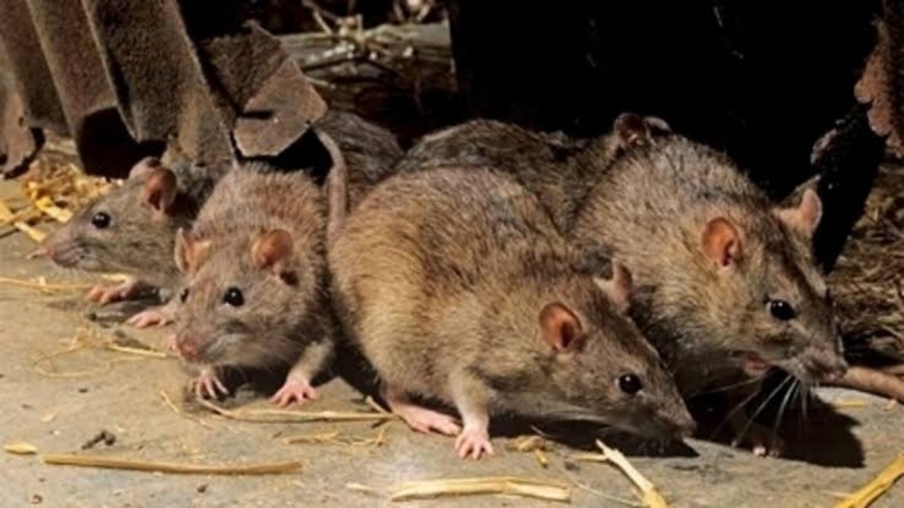 انتشار فيروس جديد بين الفئران