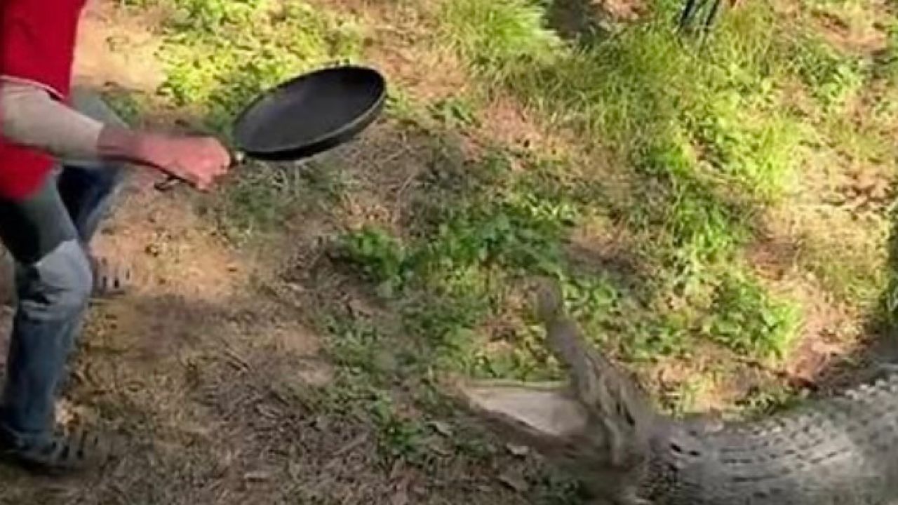 بالفيديو.. رجل يصارع تمساحًا بالمقلاة