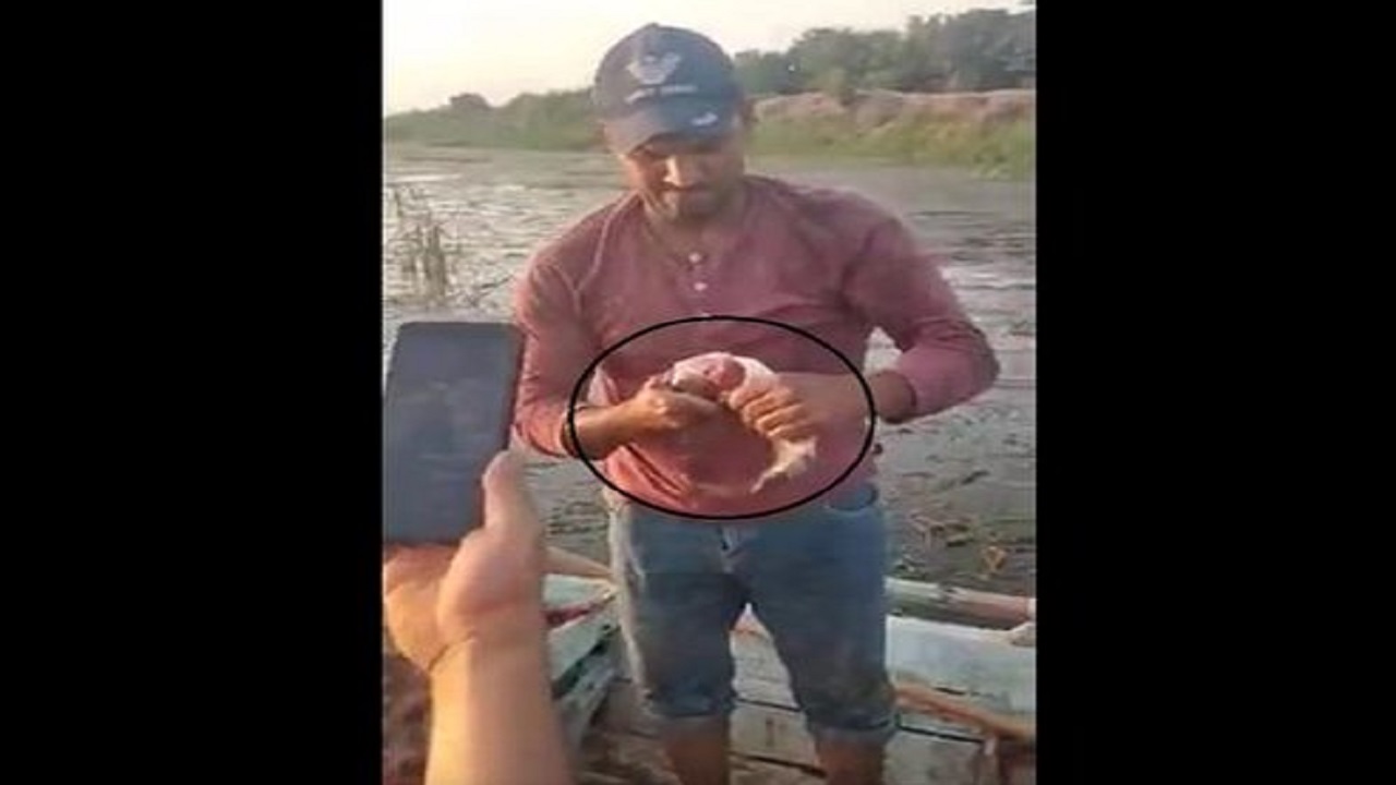 بالفيديو .. خروج ديدان من خياشيم أسماك في مصر