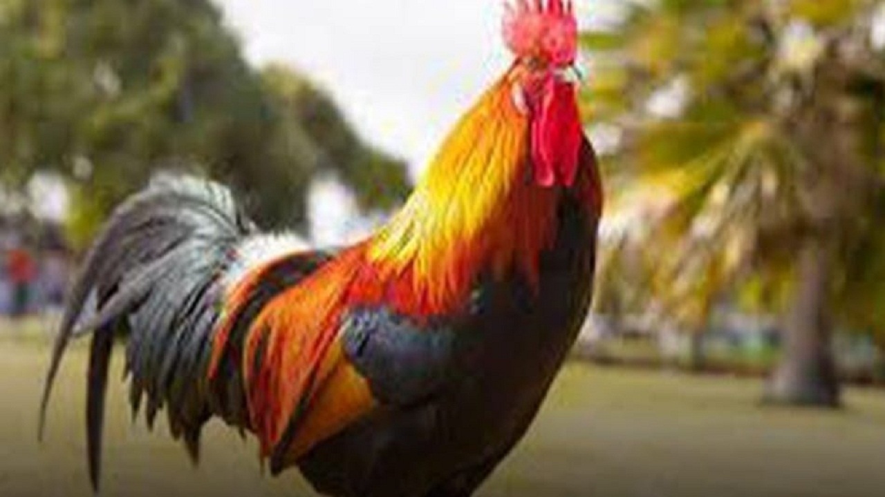 محكمة سويسرية تتهم ديكاً وتقضي بإعدامه حرقاً