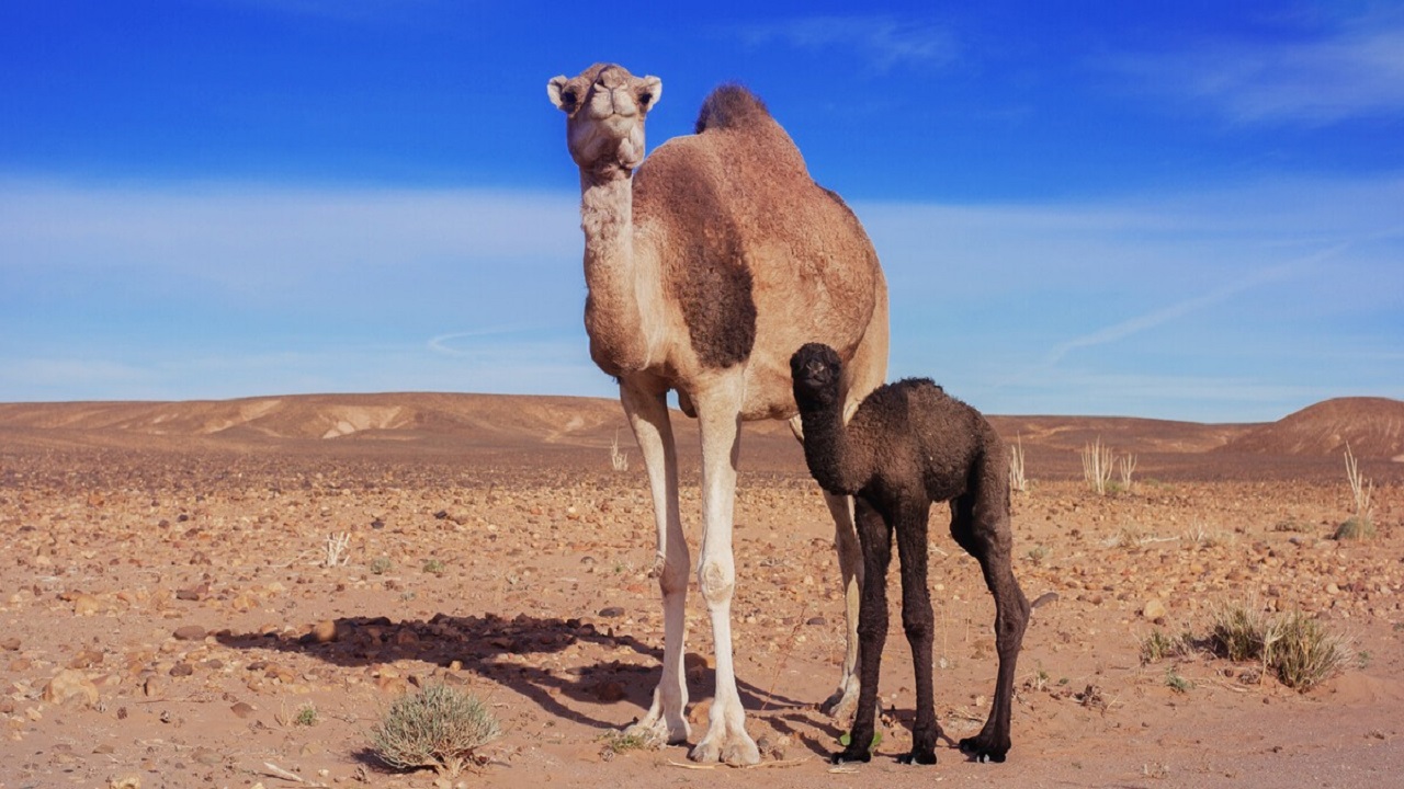 “البيئة” تبدأ بتطبيق منع دخول الإبل إلى المشاعر المقدسة خلال موسم الحج