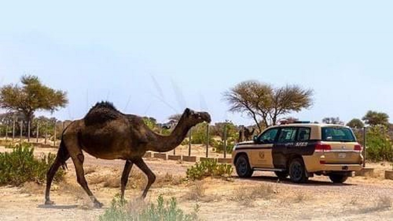 ضبط 19 مخالفًا لنظام البيئة لارتكابهم مخالفات رعي