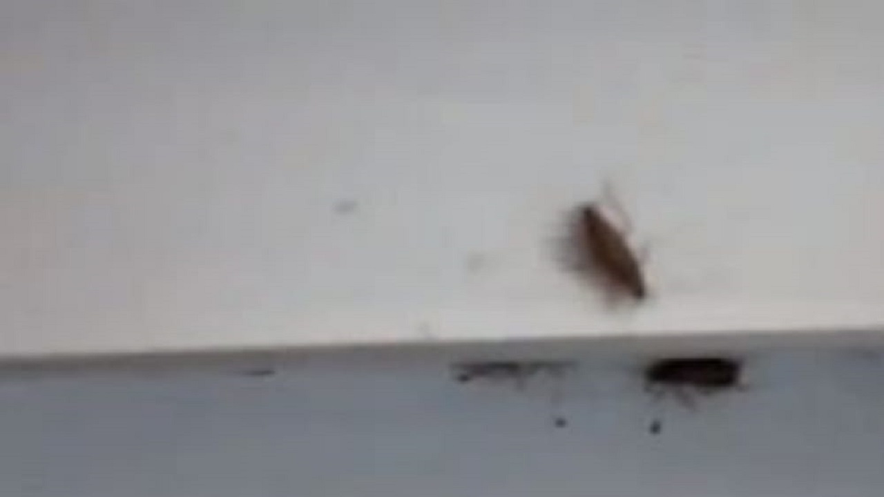 بلاغ لوزارة الصحة بسبب ظهور حشرات بأحد المستشفيات العامة