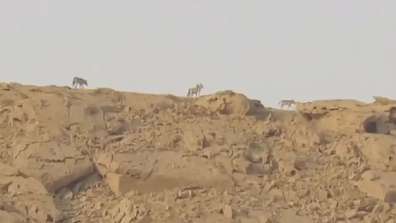 بالفيديو .. رصد قطيع ذئاب تتجول فوق جبال طويق