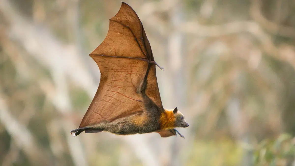 تعرف على فيروس ماربورج الخطير الذي تنقله الخفافيش