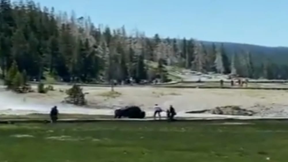 بالفيديو.. حيوان بيسون يهاجم عائلة في منتزه