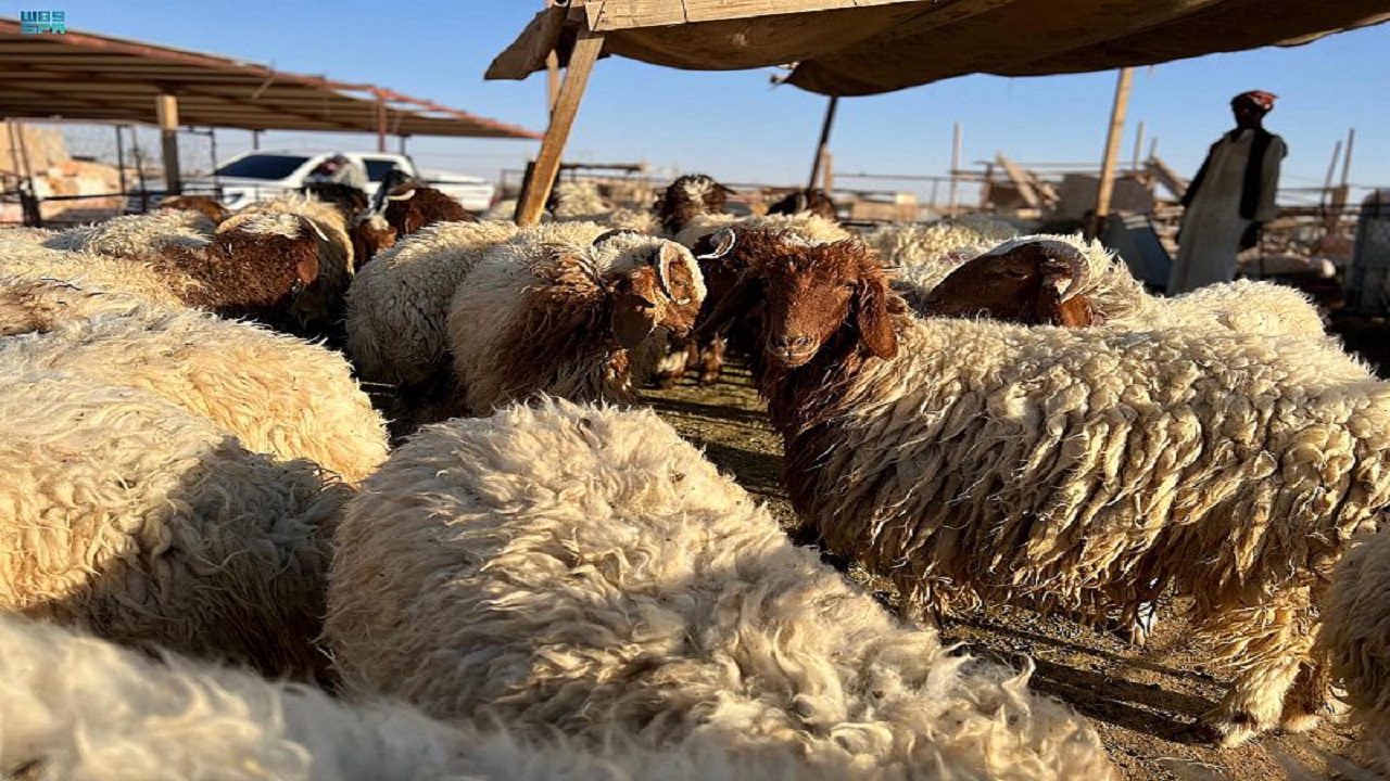 صور..وفرة وانتعاش في سوق الماشية برفحاء