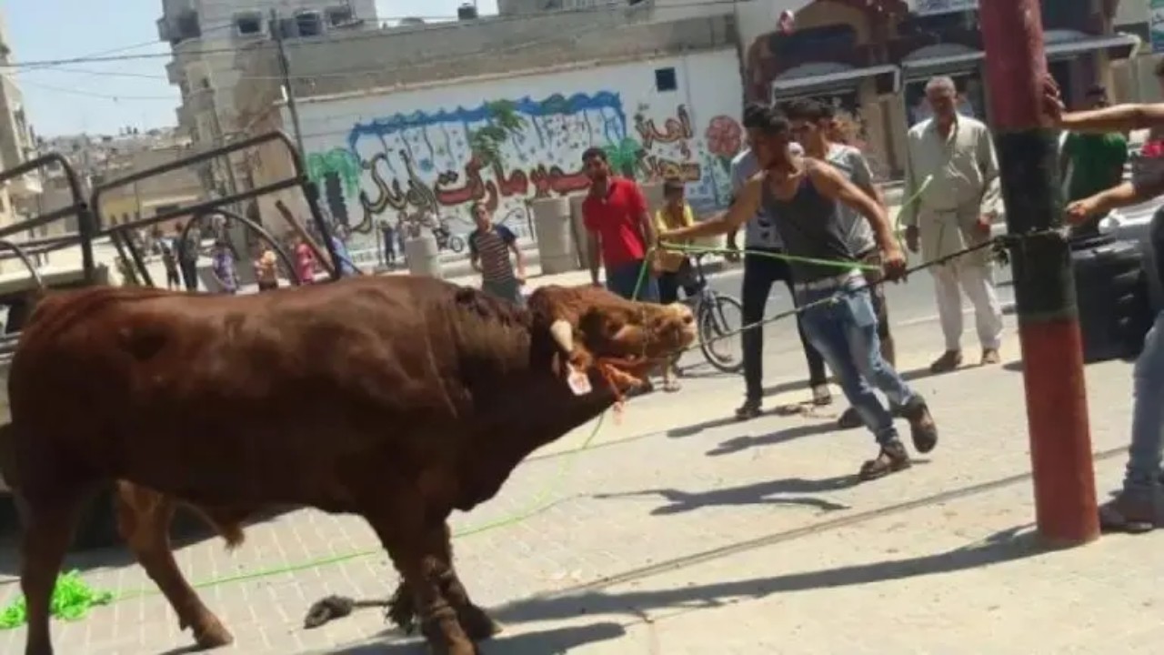 فيديو طريف لعجل يهرب قبل عيد الأضحى