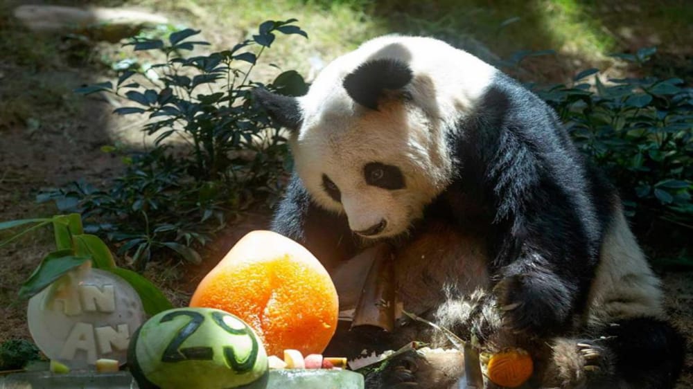 حديقة تقتل الباندا العملاق الأكبر سناً في العالم