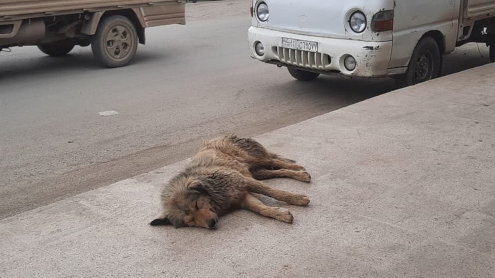 تفشي داء الكلب في المدن السورية