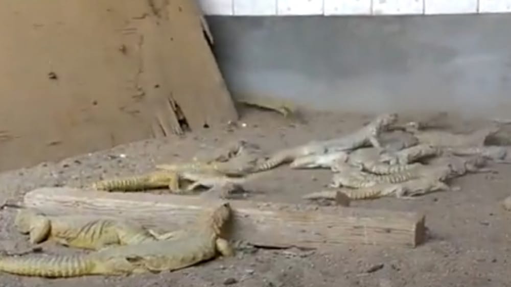 بالفيديو..”ضبياقرا” أول محمية مرخصة للاتجار بحيوان الضب