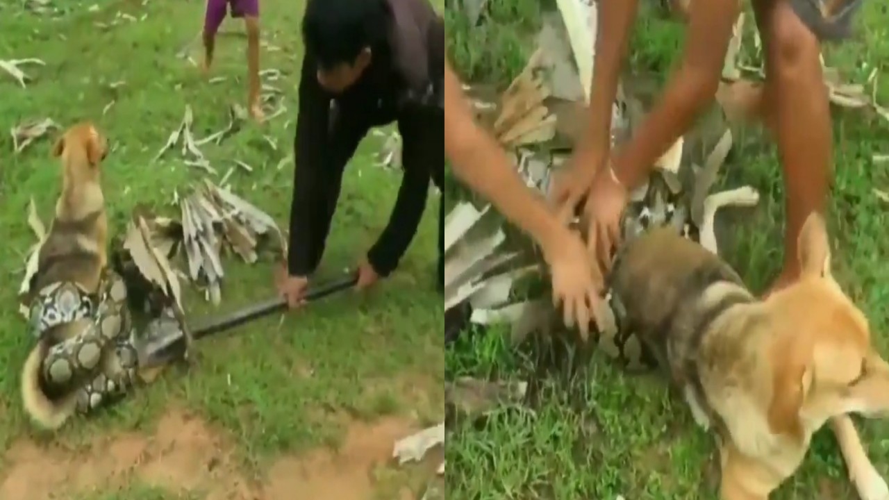 بالفيديو.. أطفال يواجهون ثعبانًا خطيرًا لإنقاذ كلبهم