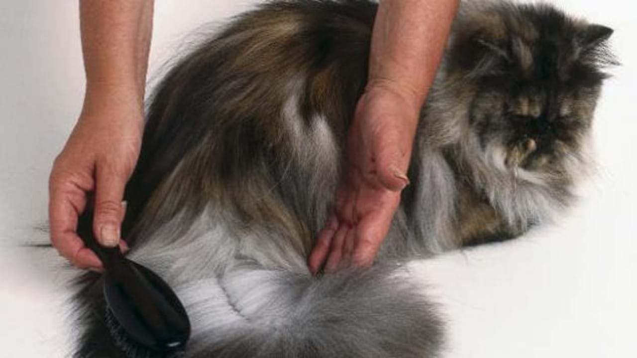 “الخضيري” محذرًا: شعر القطط والكلاب ملئ بالميكروبات