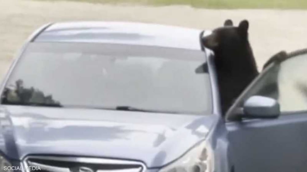 بالفيديو.. دب يخرب سيارة بعد أن حوصر فيها