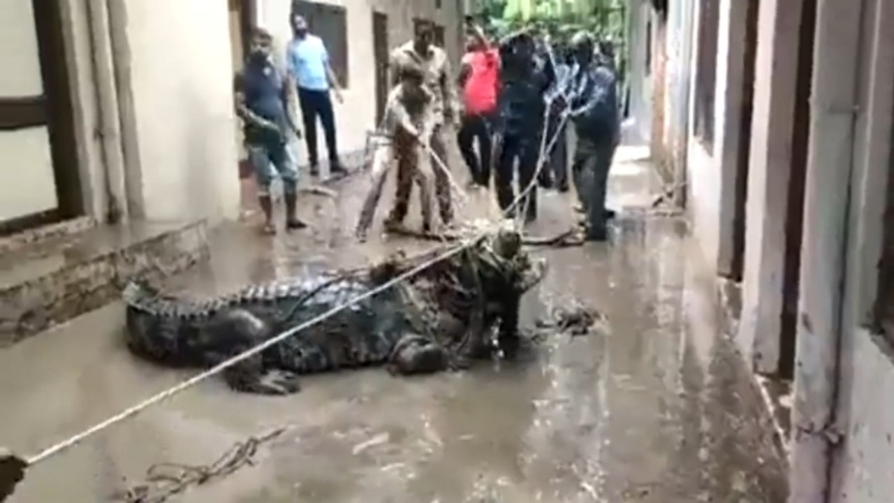 بالفيديو.. تمساح ضخم يتجول في الشوارع ويثير الرعب