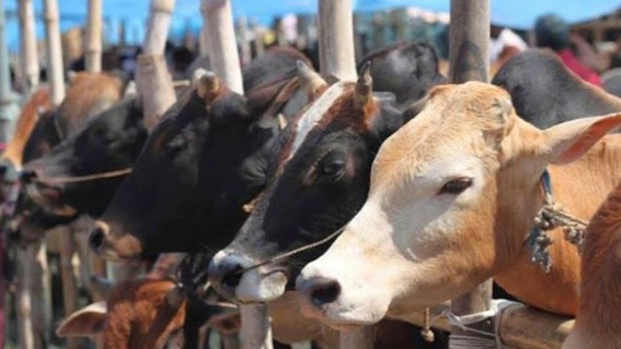 مسؤولون يحذرون من تفشي مرض الجلد العقدي في الأبقار بالهند