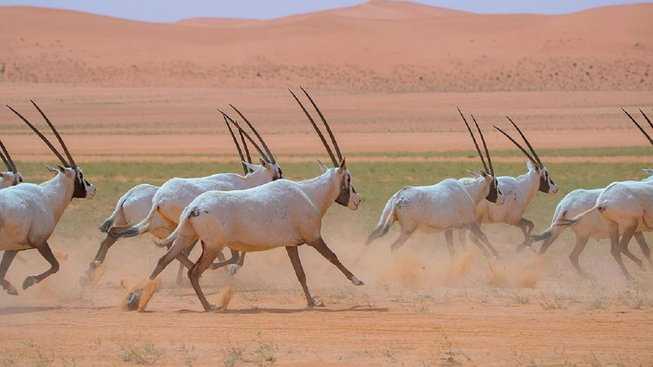 هيئة تطوير محمية الملك عبدالعزيز تنضم لعضوية الاتحاد الدولي لحماية الطبيعة