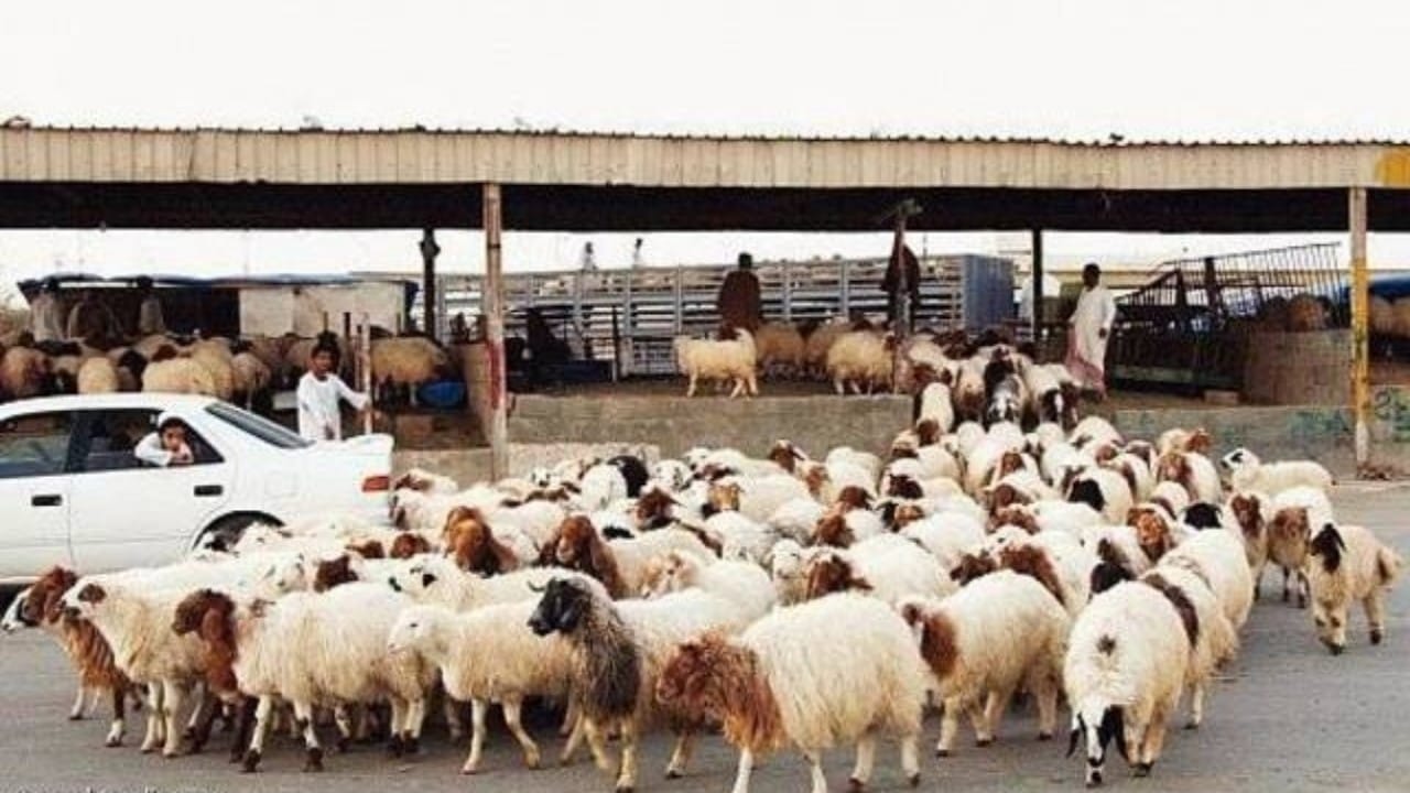 ‘الزراعة” تؤكد عدم فرض رسوم على دخول الماشية لأسواق الأغنام