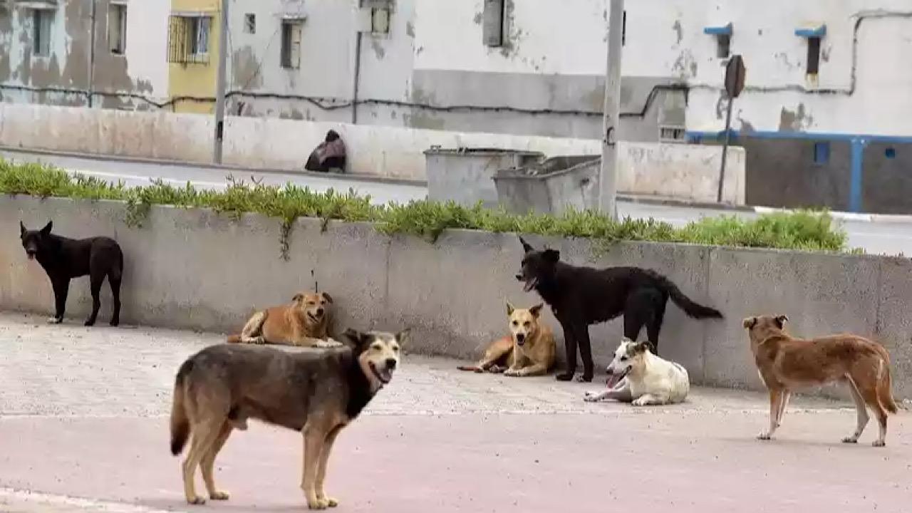 بالفيديو.. كلاب ضالة تقتحم مسجد وتسرق أحذية المصلين