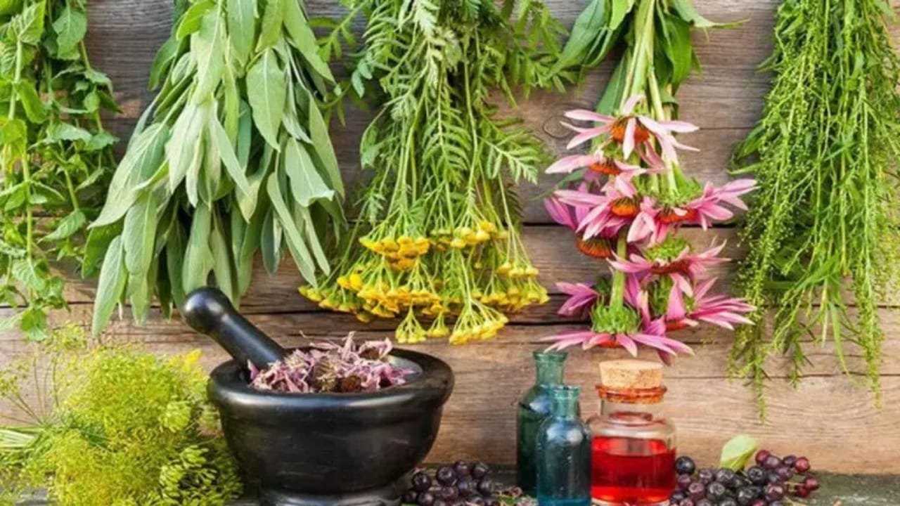 “الذيابي” يوضح الأعشاب المستخدمة طبيًا للتغلب على الإمساك