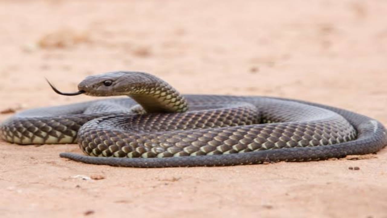 ثعبان ينهي حياة سيدة داخل منزلها