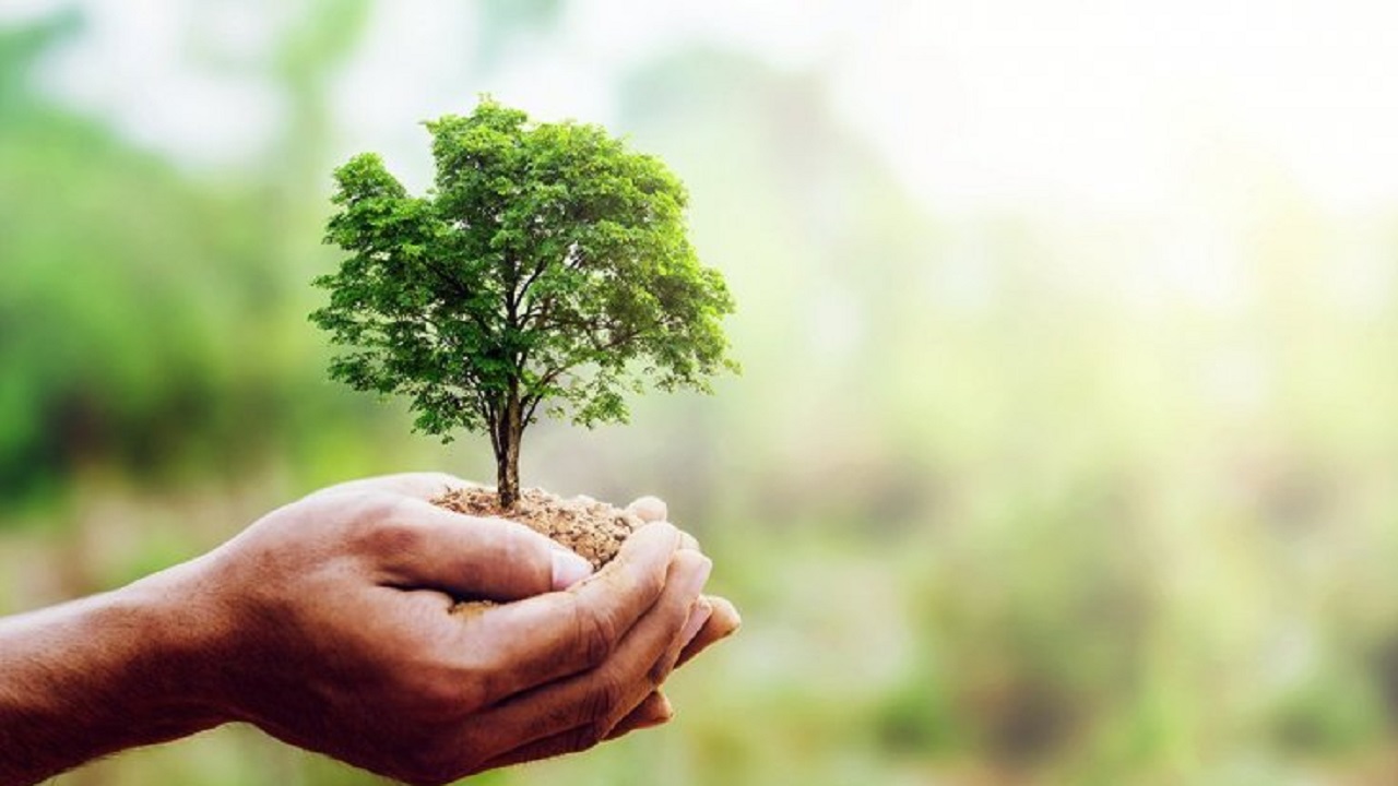 المشرف على زراعة 10 مليارات شجرة: ندرس مخططا شاملا حتى عام 2090 (فيديو)