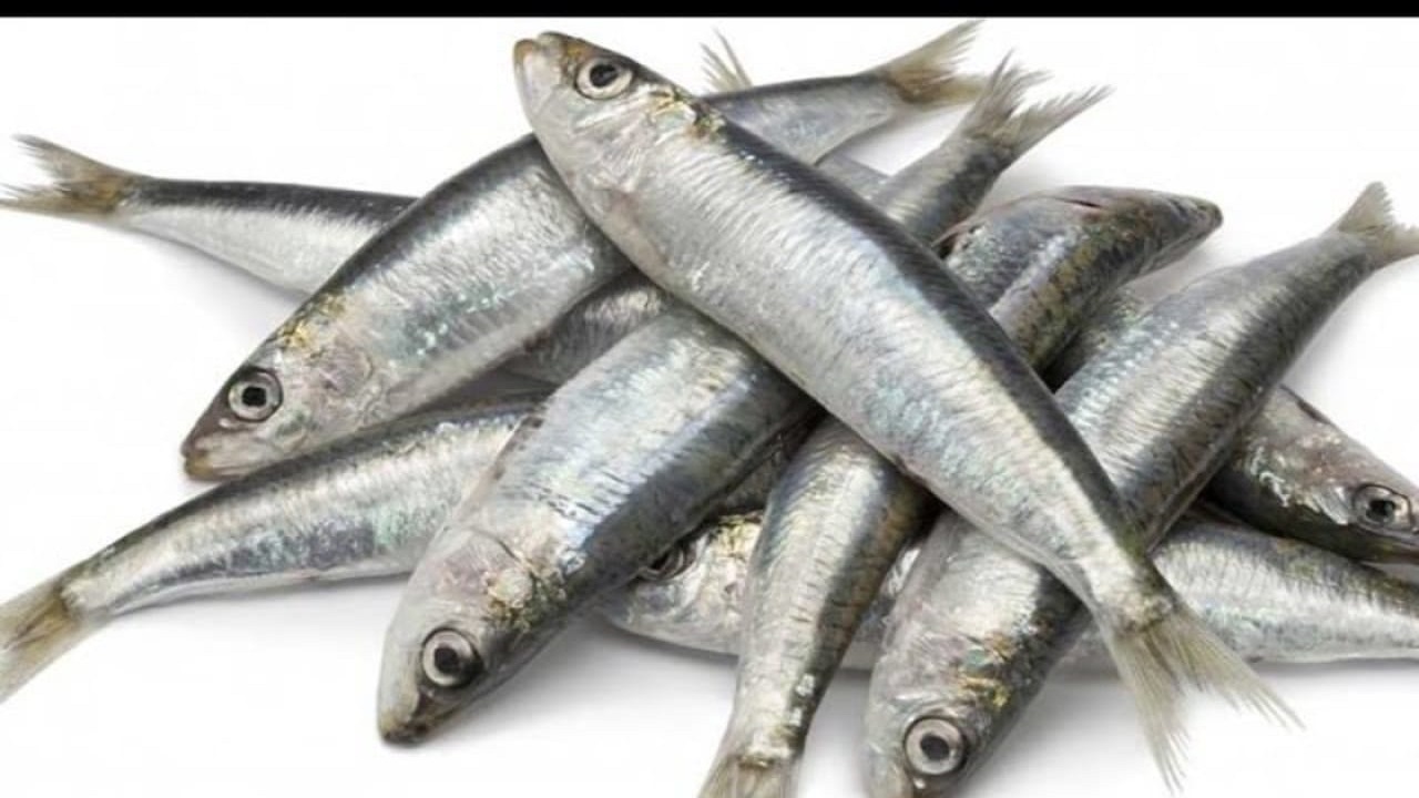 10 فوائد صحية  لسمك السردين