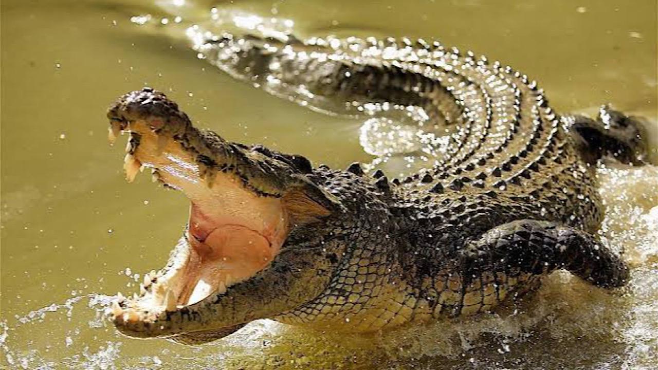 حارس حديقة حيوان يتعرض لهجوم وحشي من تمساحين