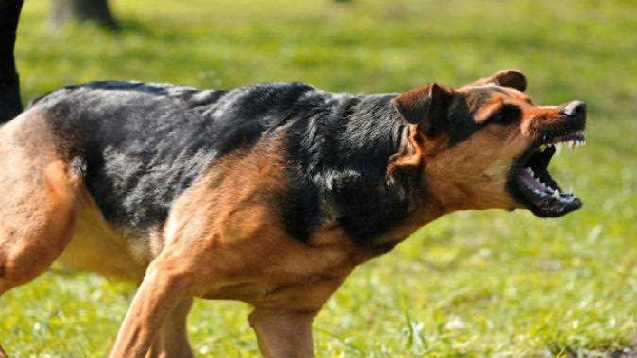 مقتل مسنة سقطت فريسة كلبي صيد أثناء خروجها في نزهة