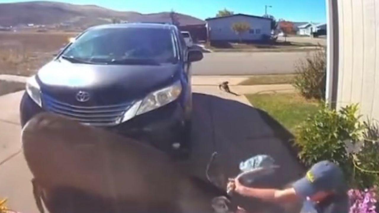 بالفيديو.. امرأة تنفجر بالصراخ بعد هجوم غزال عليها وعلى كلبها