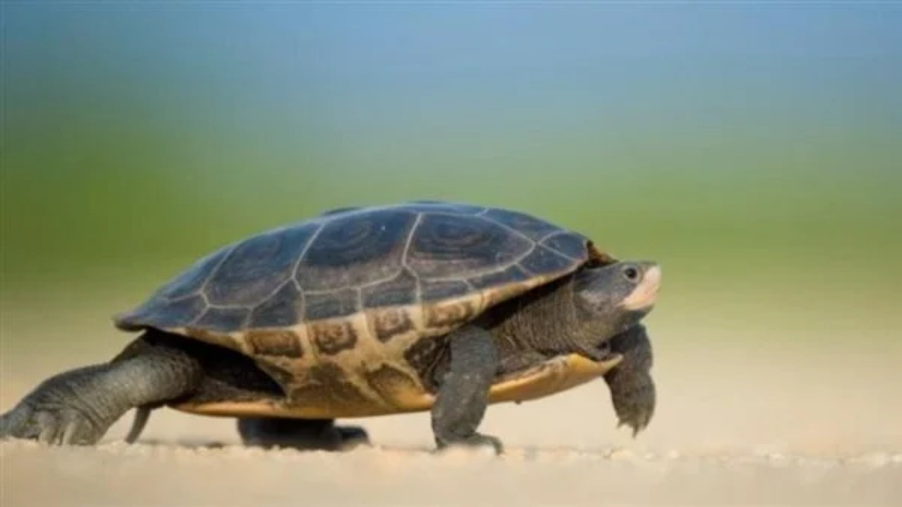 باحثون يكتشفون نظرية جديدة في علم الحركة بفضل السلاحف