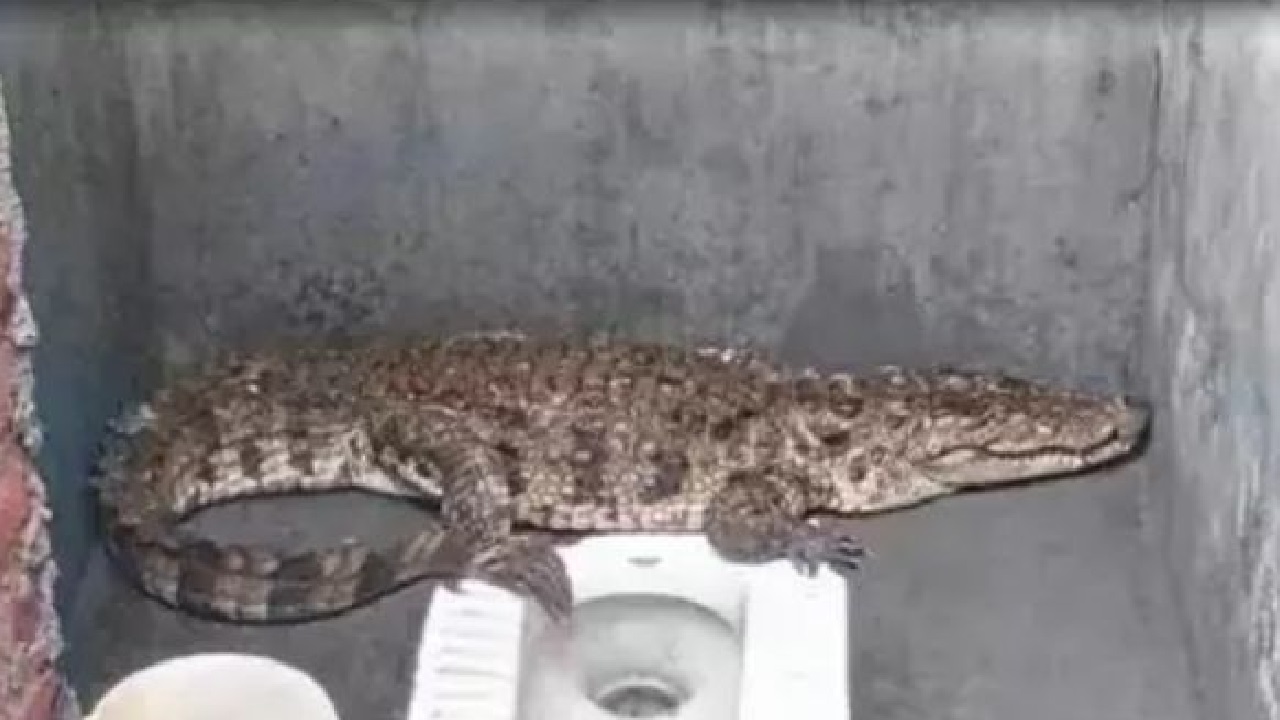 هندي يتفاجأ بتمساح عملاق يتجول داخل حمام منزله