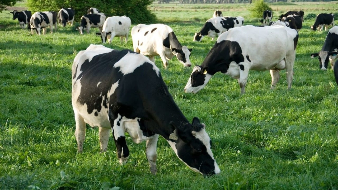 مخاط البقر يقاوم الإيدز والهربس
