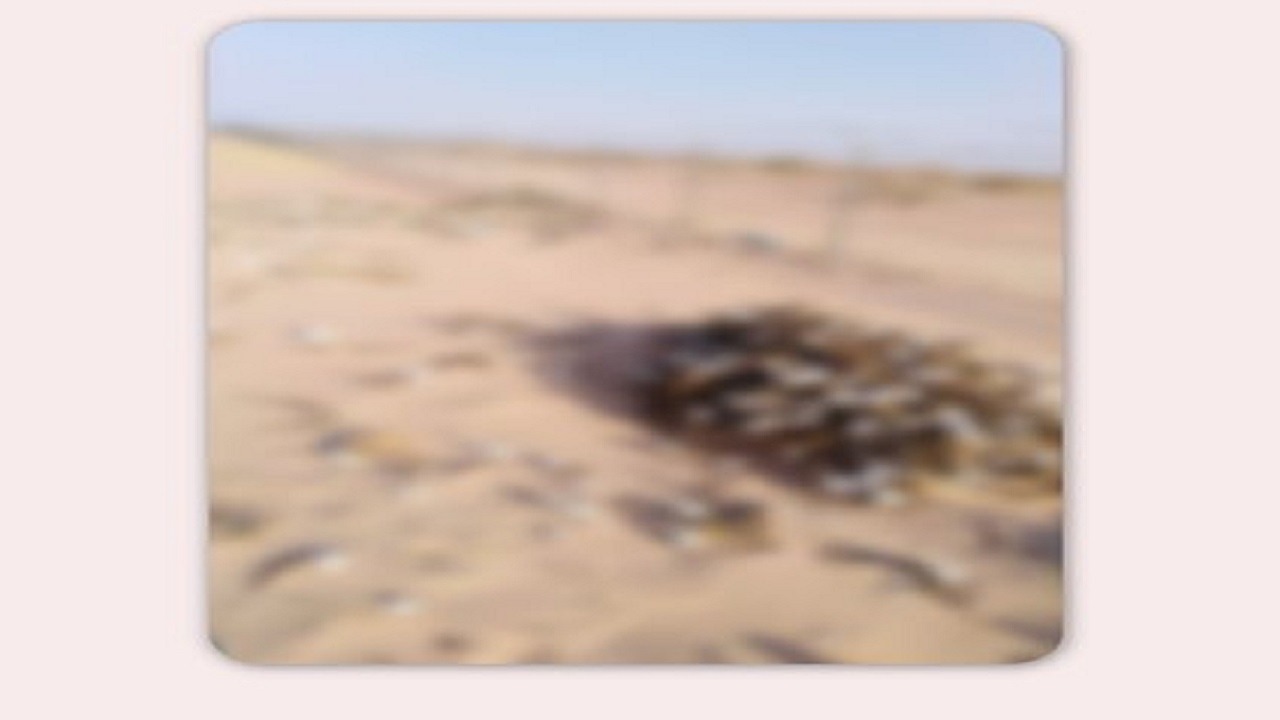 &#8220;الحياة الفطرية&#8221; توضح حقيقة الصور المتداولة لجماجم ظباء