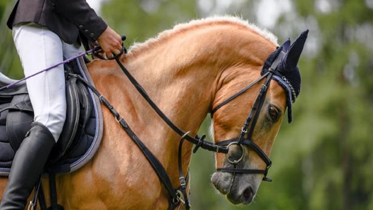 استشاري: الفروسية وترويض الخيول يساعدان في الإقلاع عن المخدرات