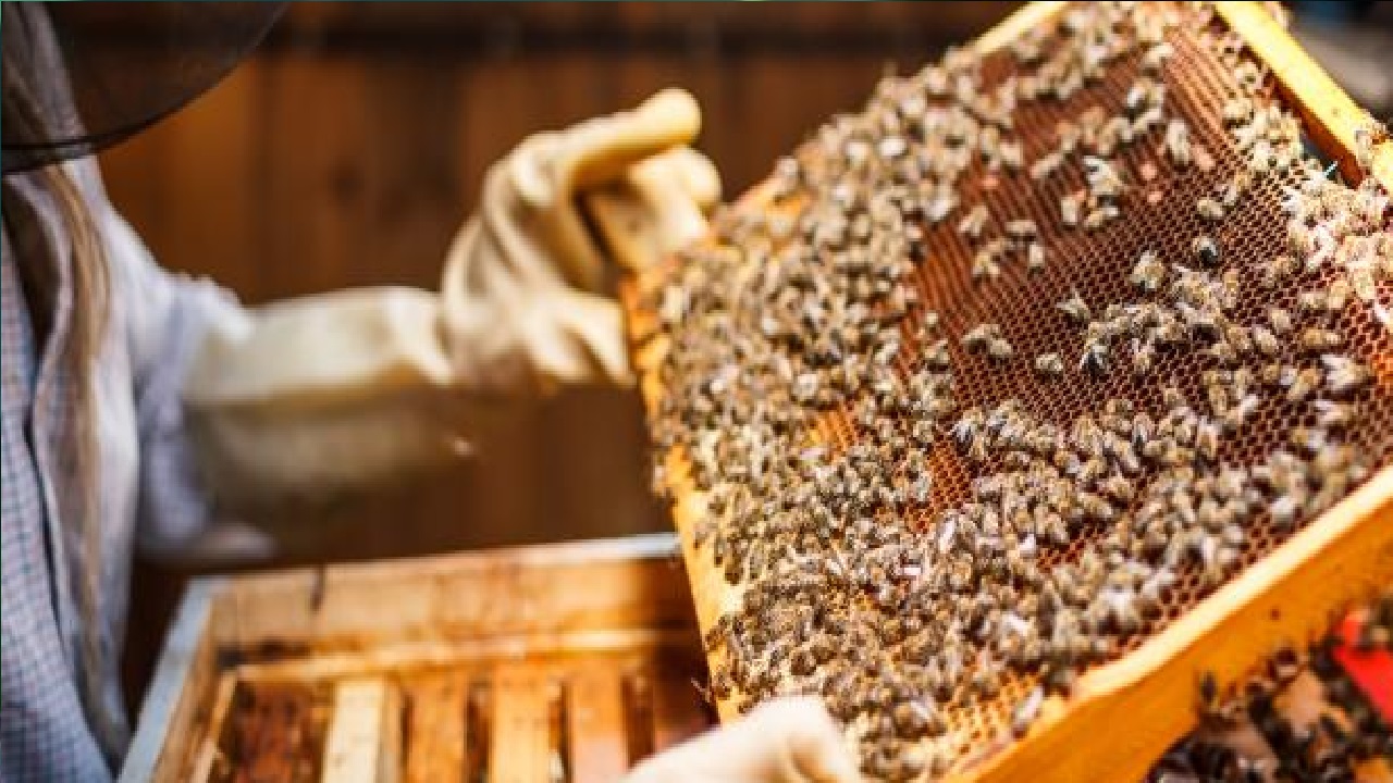 مربية النحل: تربية النحل مهنة أساسية ودخلها  قد يصل إلى 50 ألف ريال