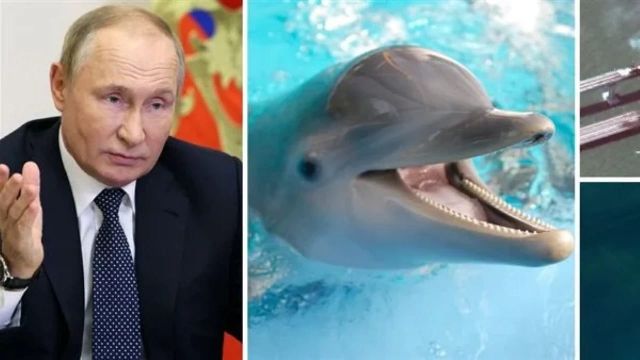 روسيا تجند الدلافين في حربها ضد أوكرانيا