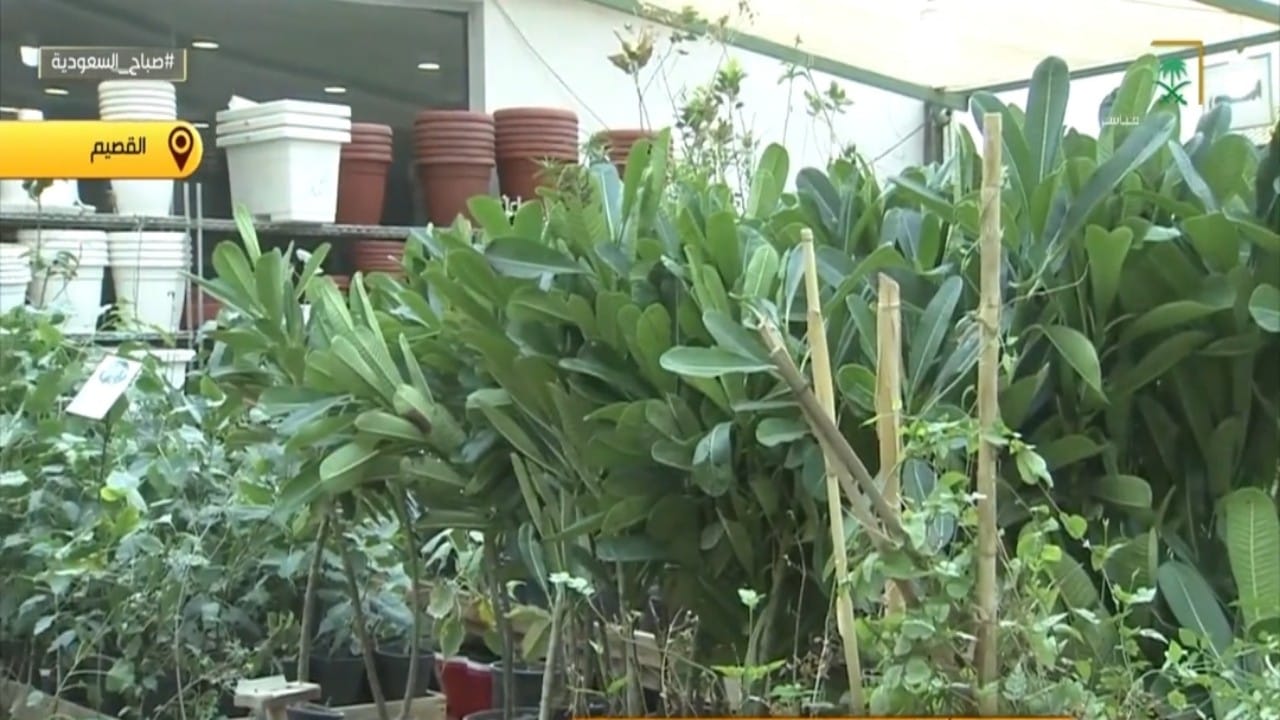 بالفيديو.. أسباب موت النباتات في المنزل وأفضل الأنواع لزراعتها في الشتاء