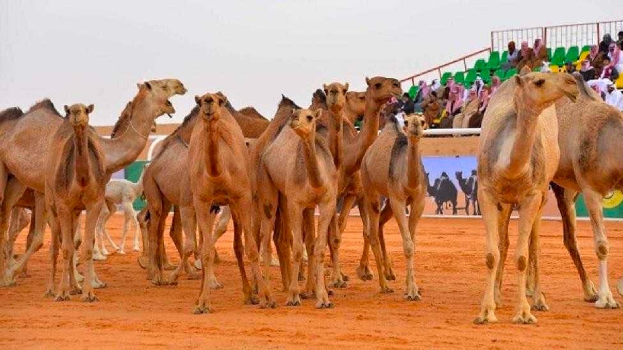 شروط الشيلات للمشاركين في مهرجان الملك عبدالعزيز للإبل7