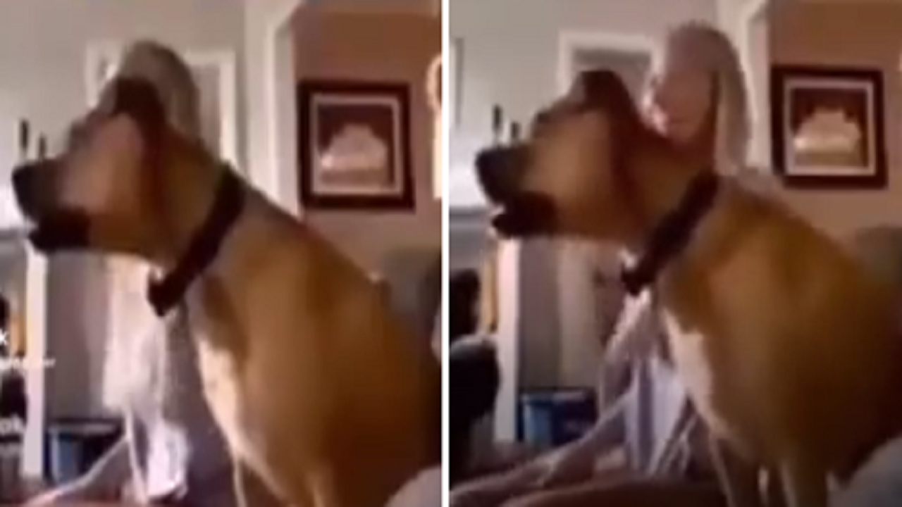 بالفيديو.. كلب متعصب رياضياً يتابع مباريات المونديال