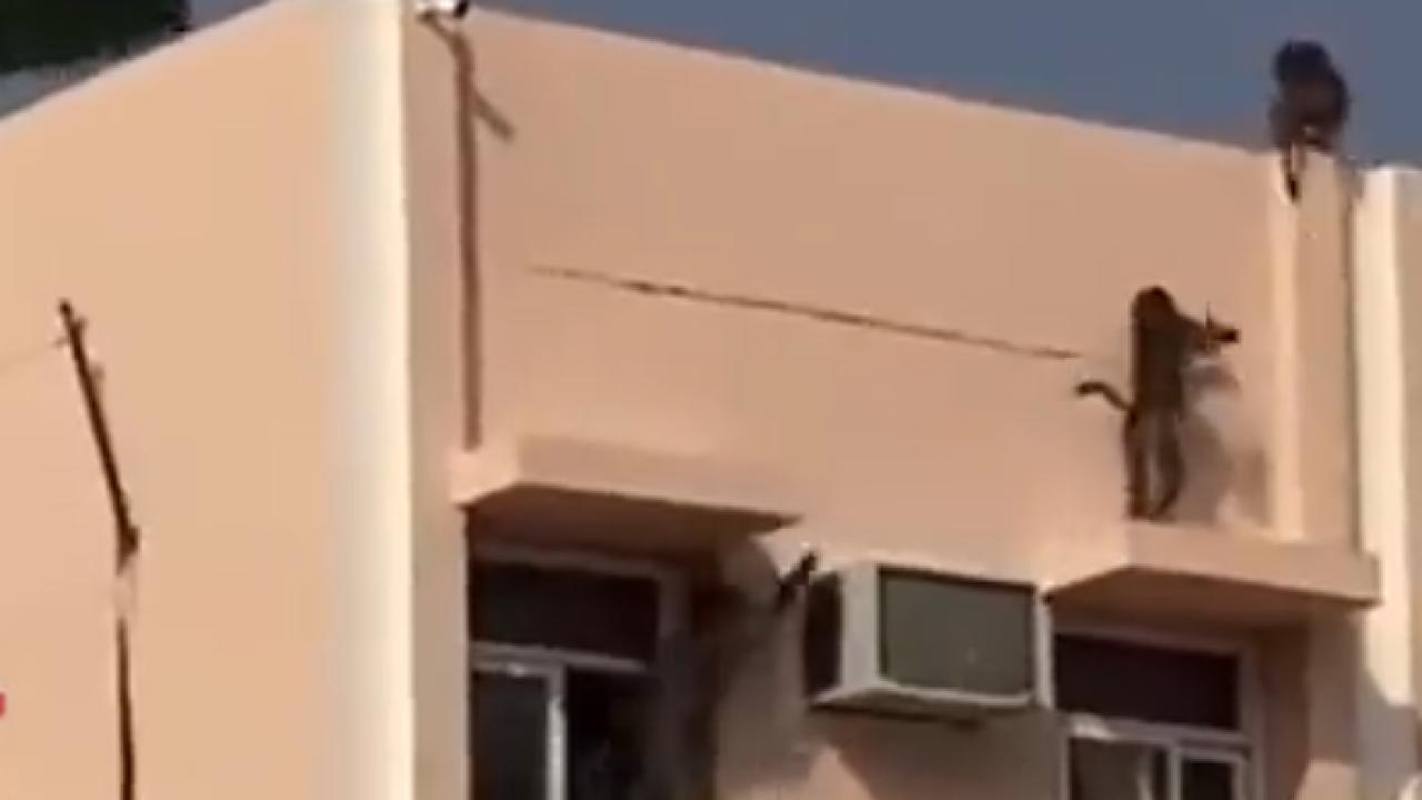 بالفيديو.. قرود تهرب من نوافذ إحدى المدارس بطريقة مدهشة