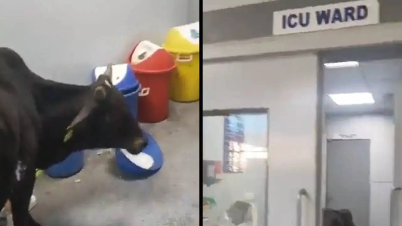 فيديو صادم لبقرة تقتحم مستشفى وتأكل نفايات كورونا