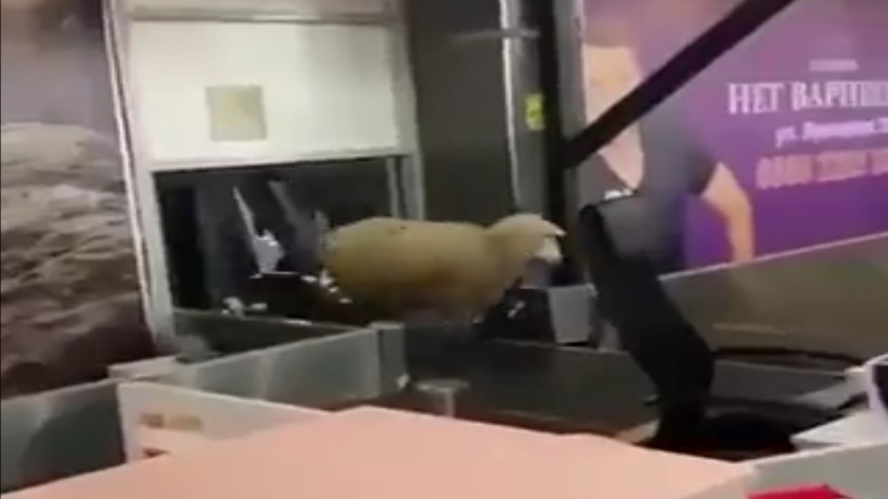 فيديو مضحك لكبش يفاجأ مسافرين بدخوله المطار عبر الشريط المتحرك