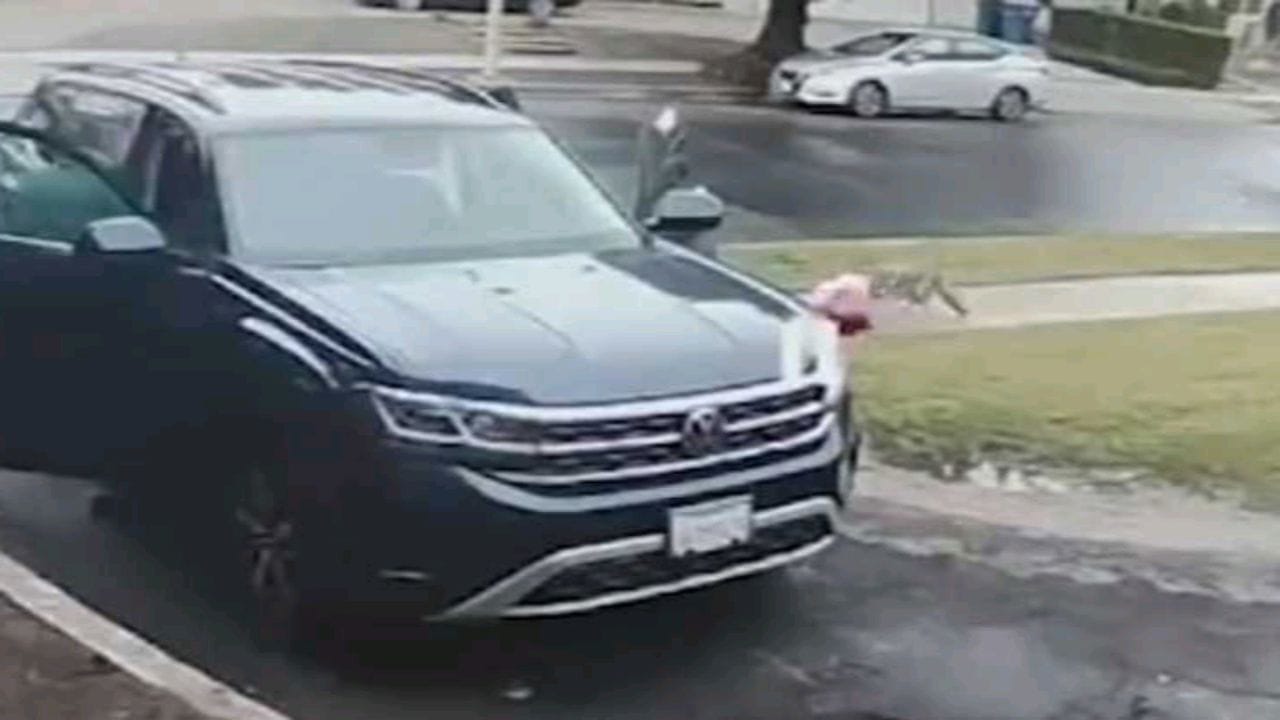 بالفيديو.. لحظة هجوم ذئب بري على طفلة أمام منزلها