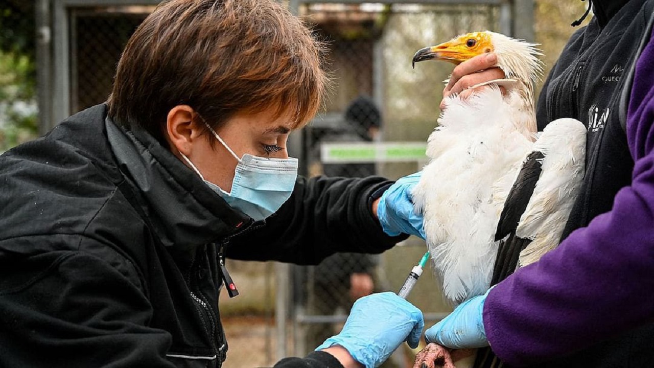 تفشي مرعب لانفلونزا الطيور في أوروبا