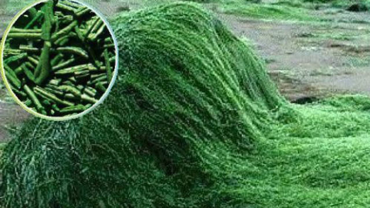 دراسة: نظام غذائي يتضمن الطحالب الخضراء يعزز الصحة ويبطئ تغير المناخ