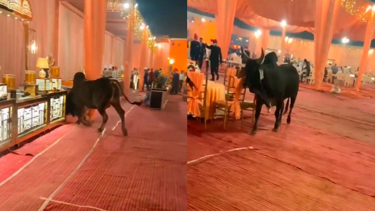 فيديو..ثور يقتحم حفل زفاف